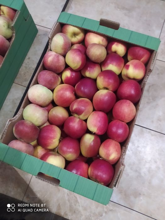 Sprzedam jabłko lobo