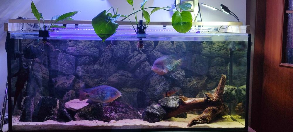 Sprzedam akwarium 240l