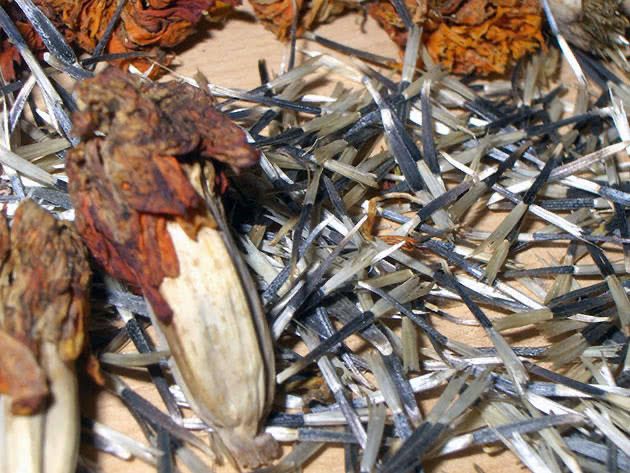 Семена бархатцев чернобрывцев