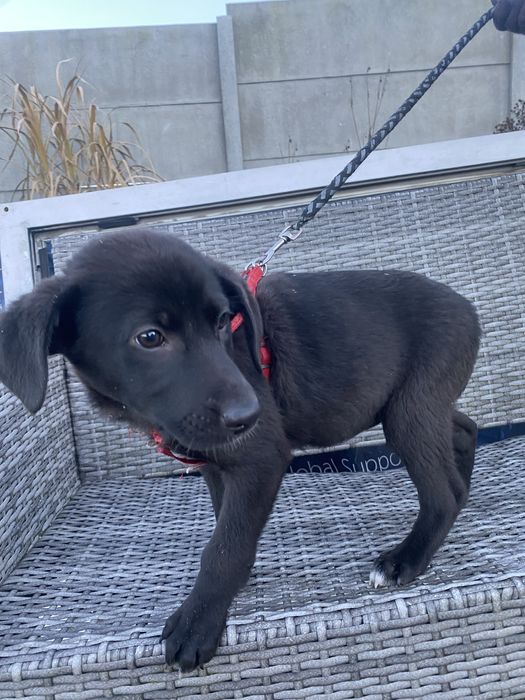 Suczka 3 miesięczna do adopcji