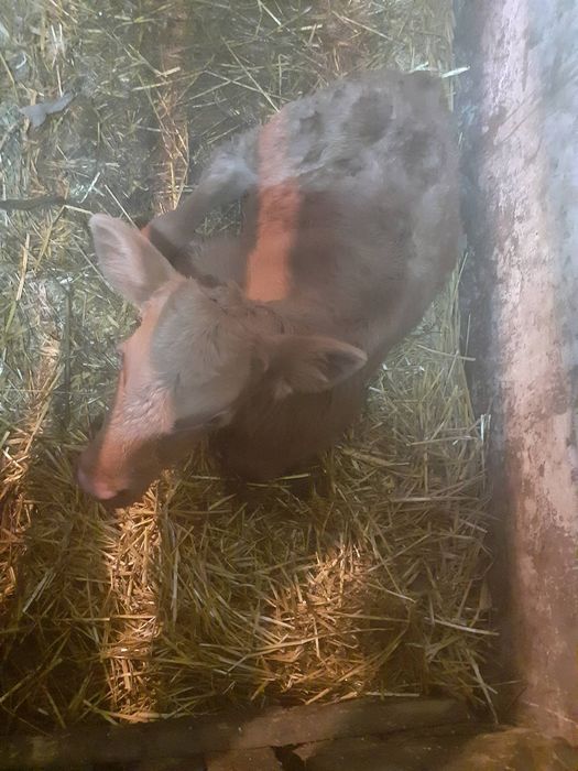 Бичок 10 днів ціна договірна