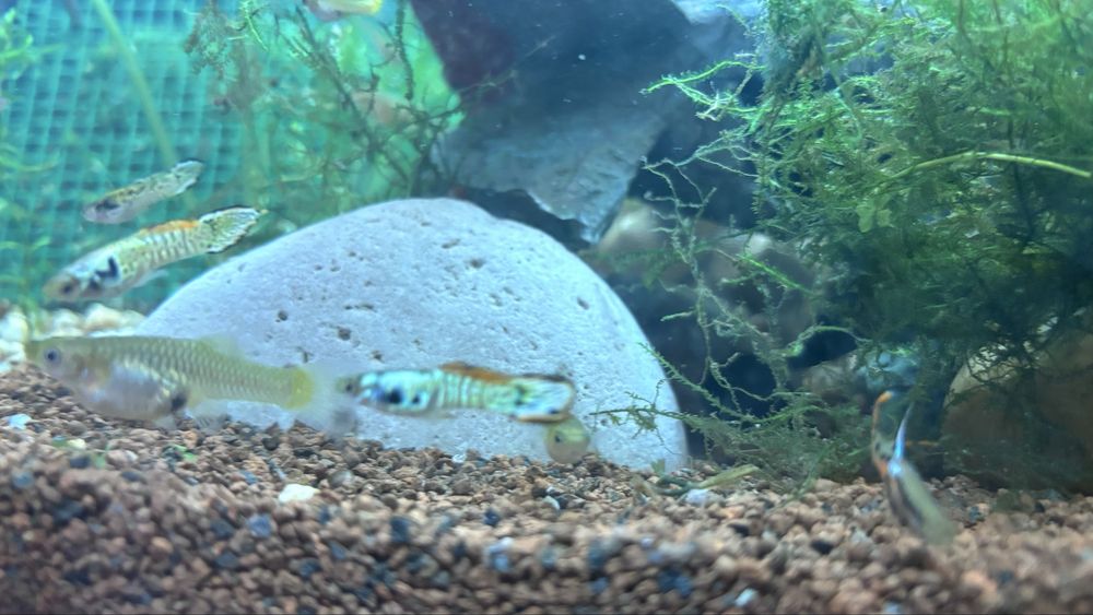 Guppy diversos macho e femea