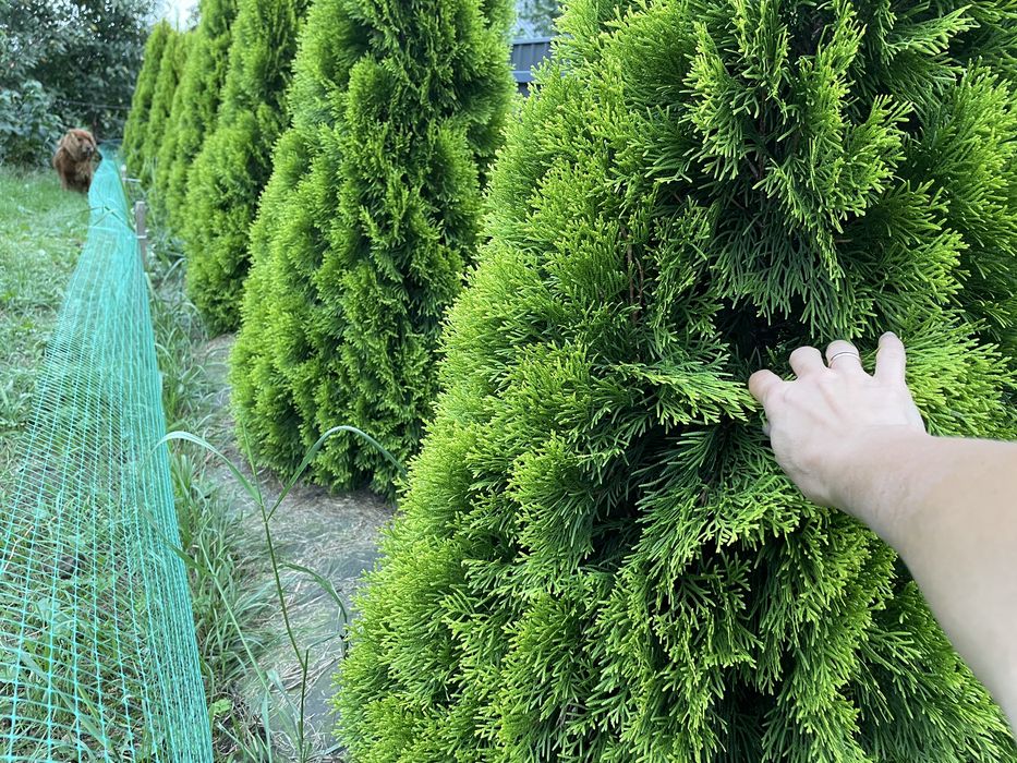 Туї Голден смарагд 11шт. пишні 150см.