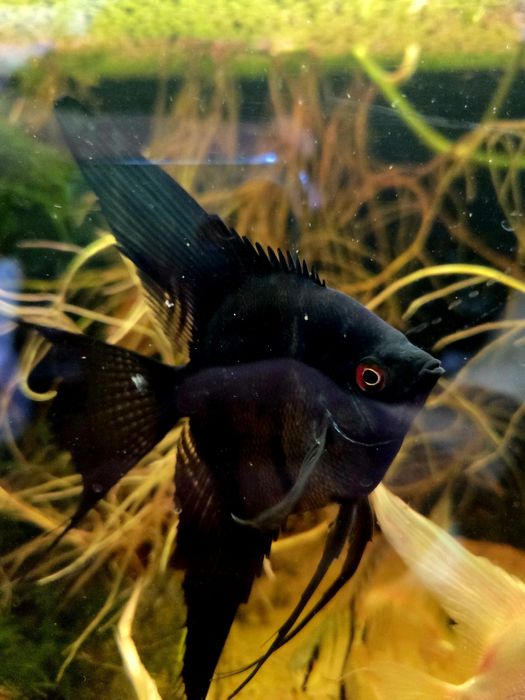 Skalar czarny weloniasty XL