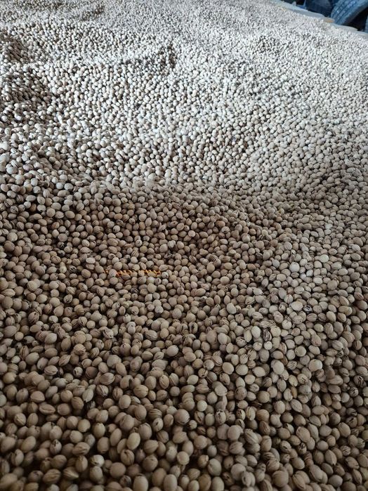 Pestka wiśni wkład do termoforów 1kg