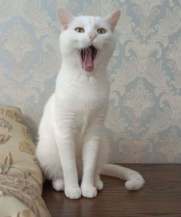 Красивая белая кошка бесплатно