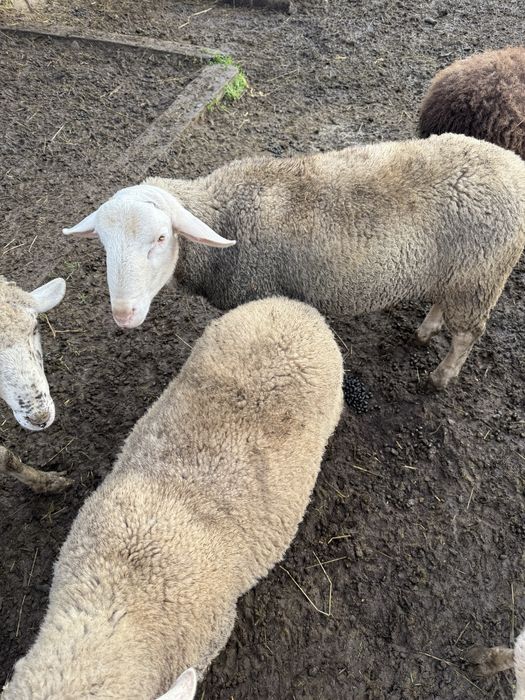 Лакони ярки и баранчики