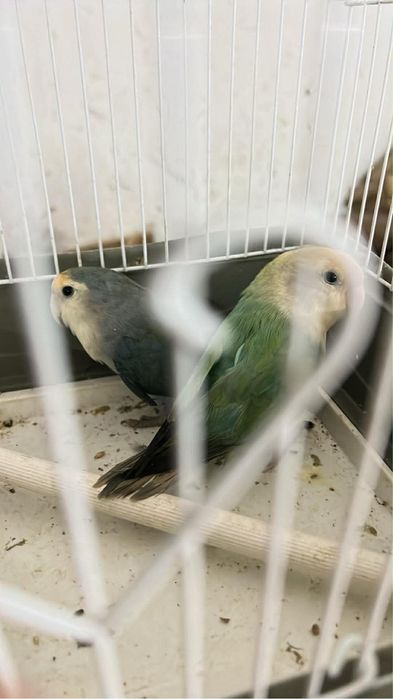 Agapornis para venda