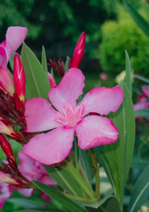 Олеандри  різних розмірів