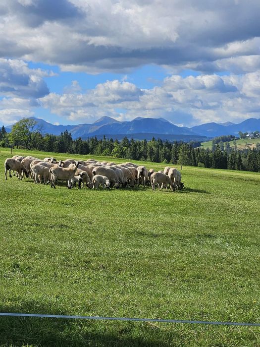 Działka budowlana - Widok 2