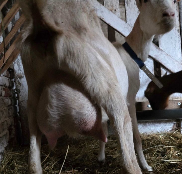 Koza sanenska mleczna