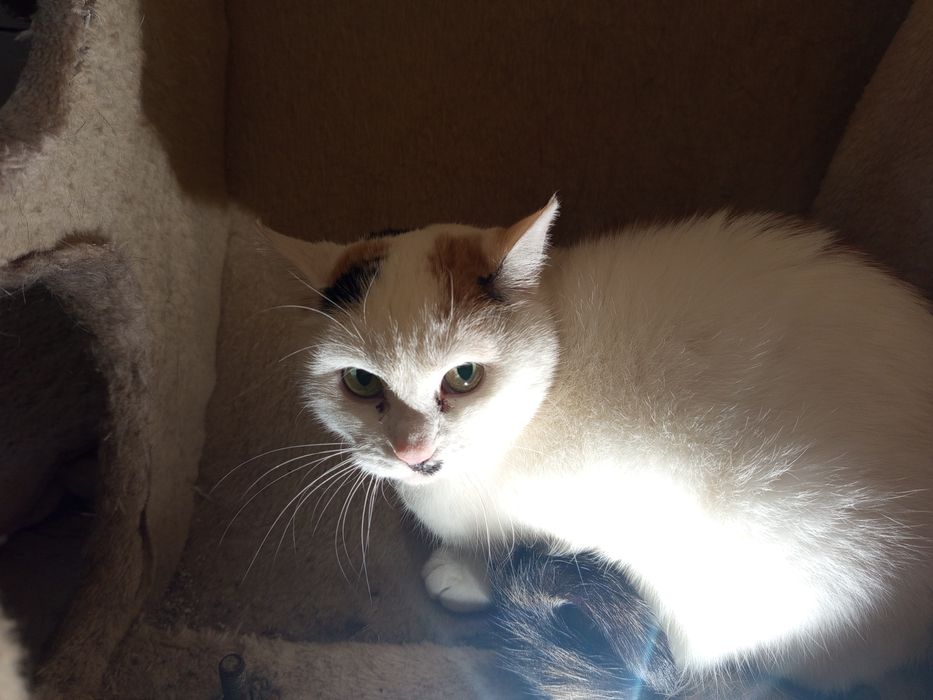 Szukamy domu dla pięknej kotki Jesieni