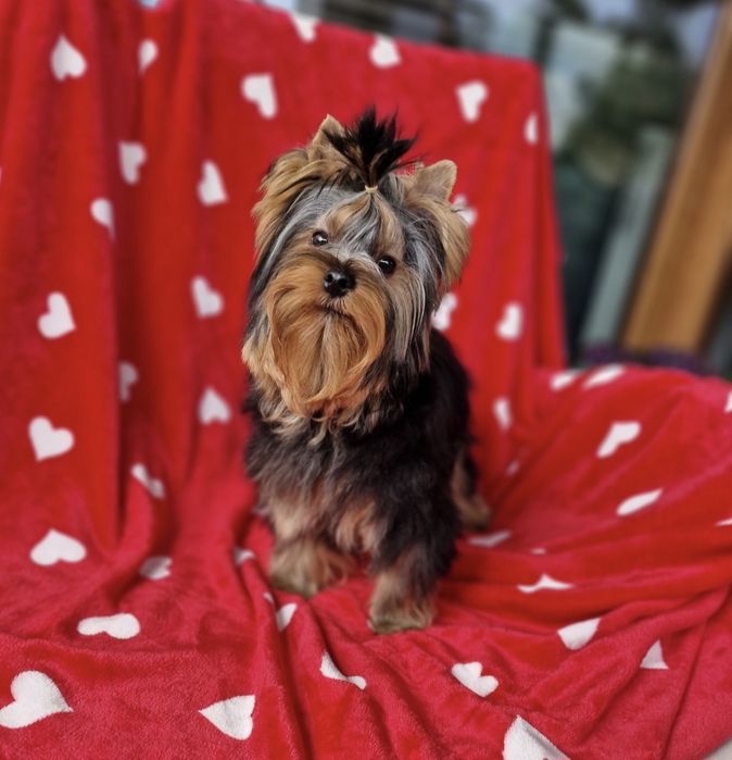 Yorkshire Terrier York FCI ZKwP Piesek