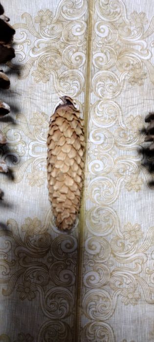 Szyszki trzy rodzaje