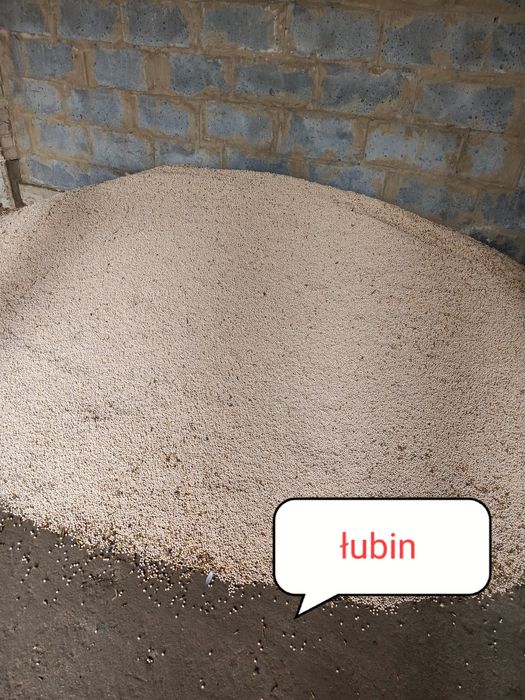 Łubin biały gorzki wąskolistny