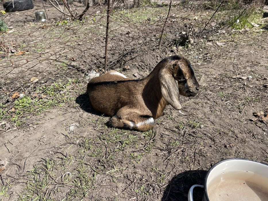 Козенята продам % нубійці