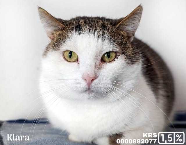 Klara poleca się do adopcji !