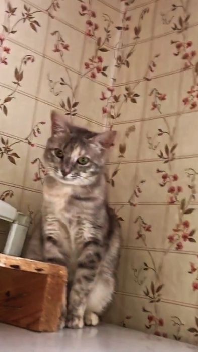 Отдам серую вискасную кошку, стерилизована,  вакцинирована, 8 месяцев