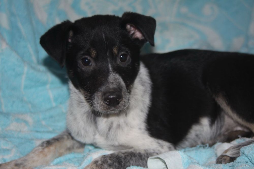 Цуценя із усіма вакцинами 3,5 міс