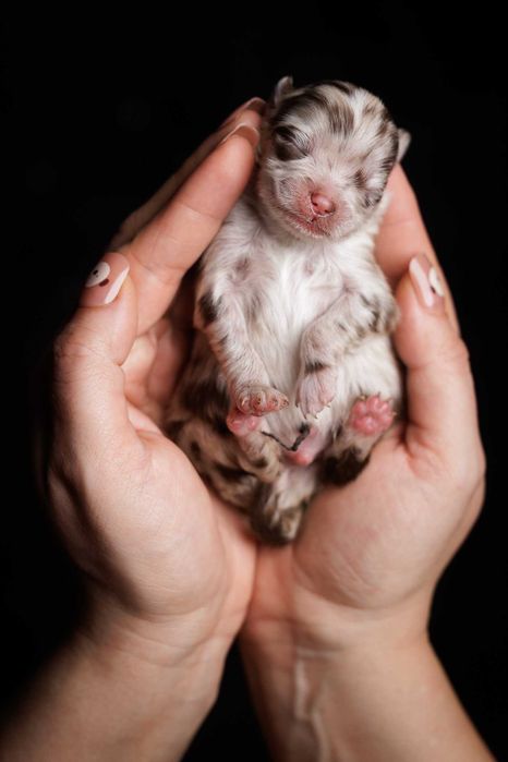 Szpic miniaturowy*Pomeranian* Chłopczyk CHOCO MERLE