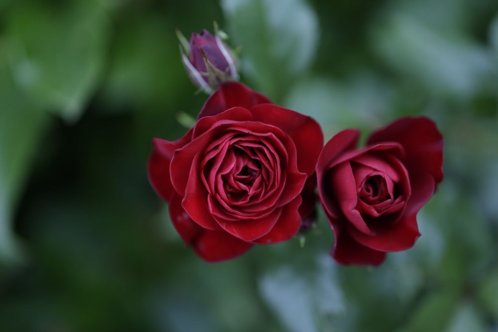 Canon rf 35 f1.8