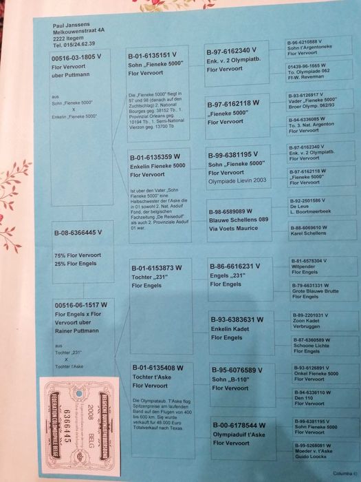 samczyk 2021 r, Janssens/Marciszewski gołębie pocztowe