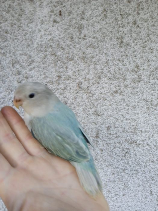 Agapornis Domesticados