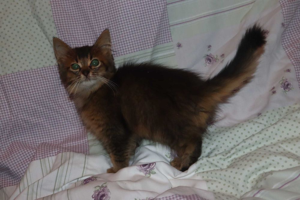 Сомалийский котик дикий окрас.