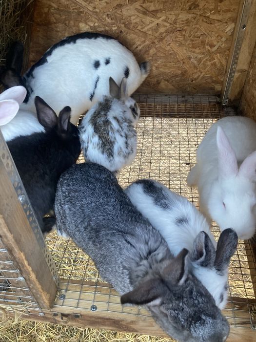 Продам кролів в наявності шиншила європейська а також є мішані