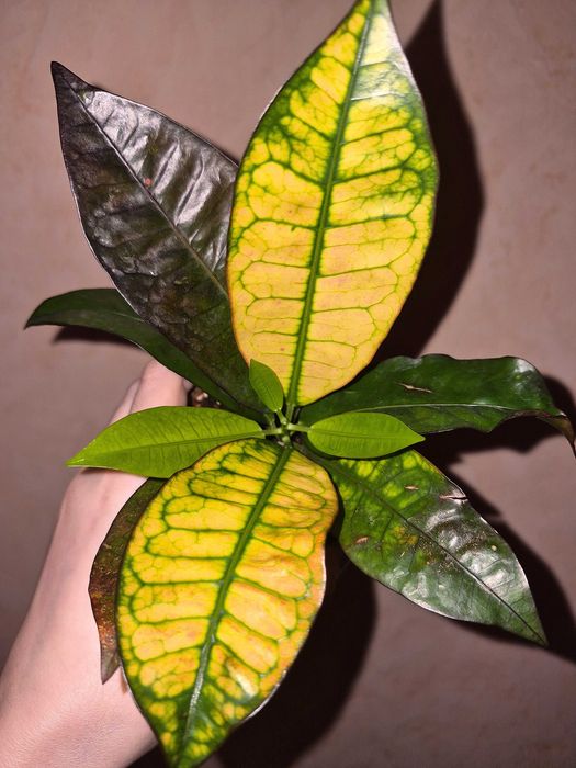 Кротон Місіс Айстон Codiaeum Mrs Iceton