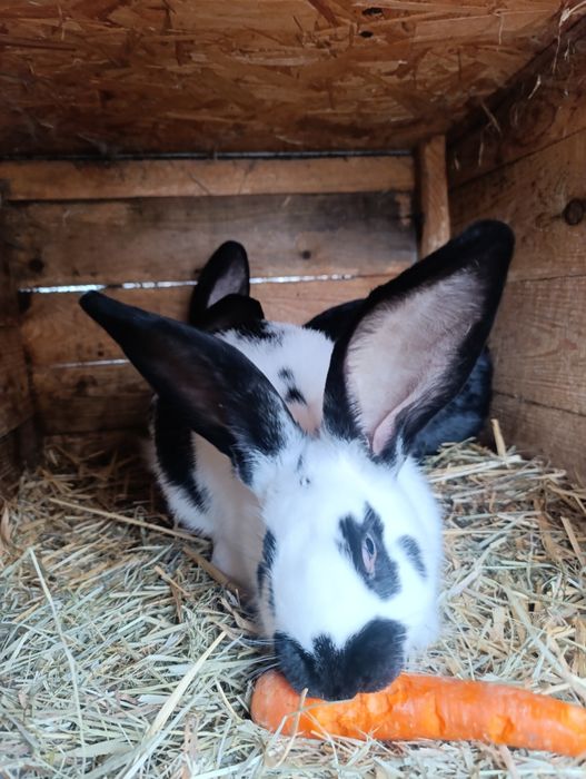 Sprzedam 2 samce srokacz