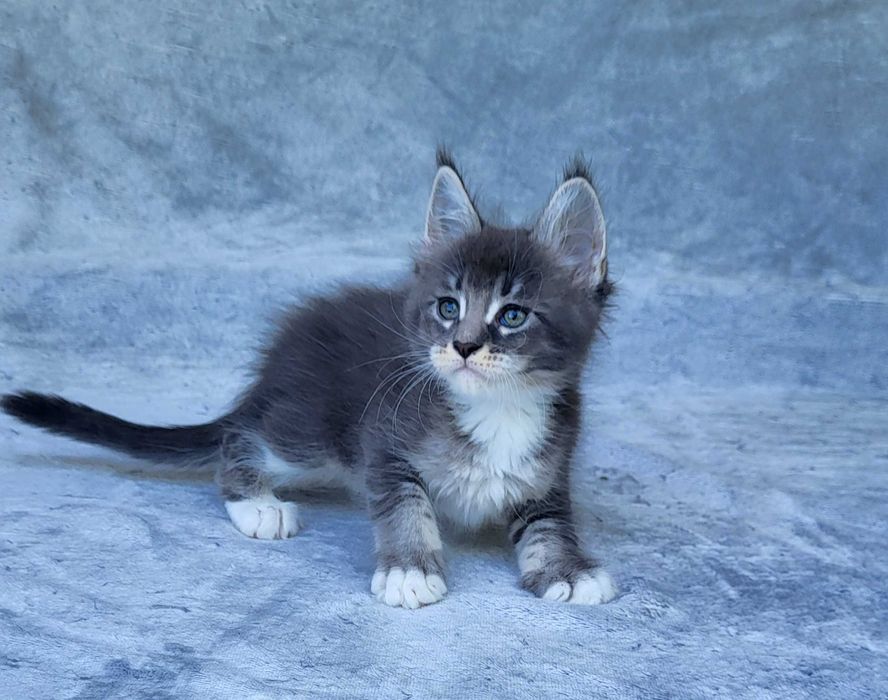 Kocurek Maine coon z rodowodem FPL