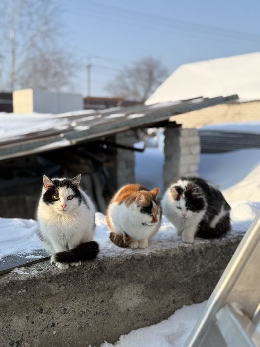 Котики стерелізовані шукають господарів