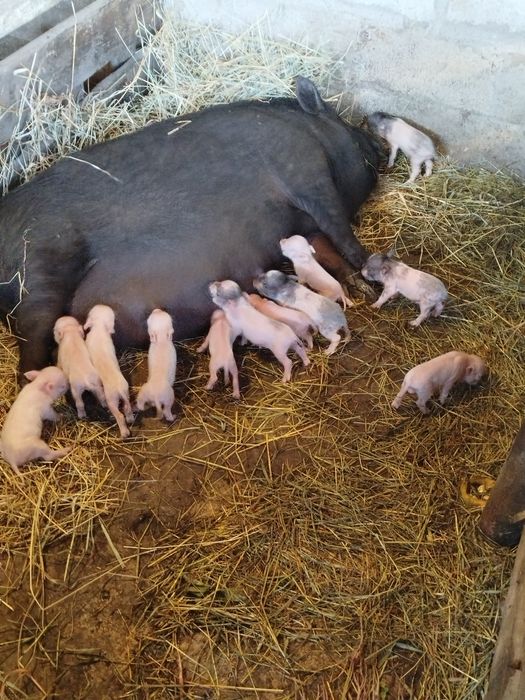 Продаються в'єтнамські поросята