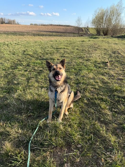 młoda suczka do adopcji