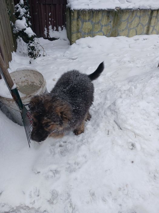 Цуценята вівчарки