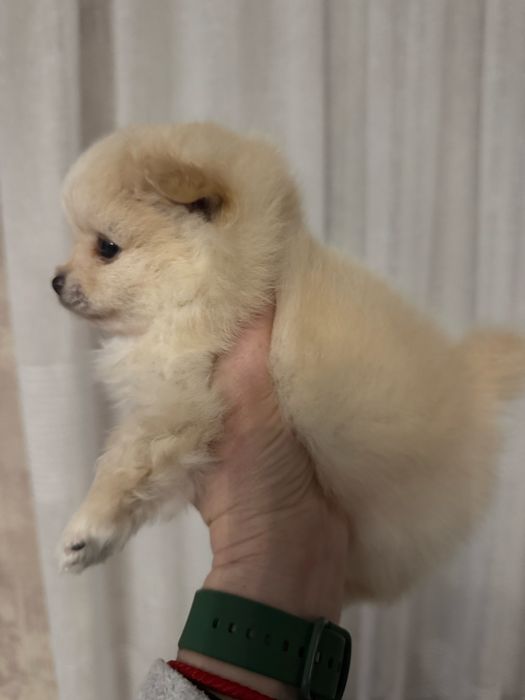 Померанський шпіц