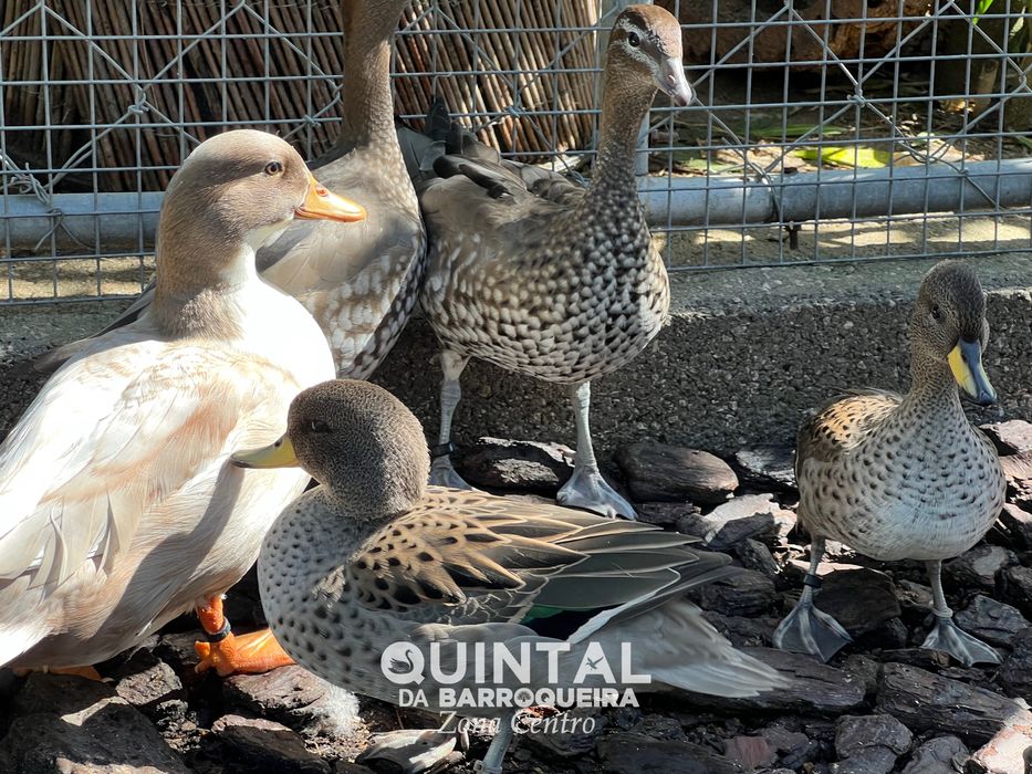 Anatídeos / Mignon, pardinha, pardilheira, ganso maned…