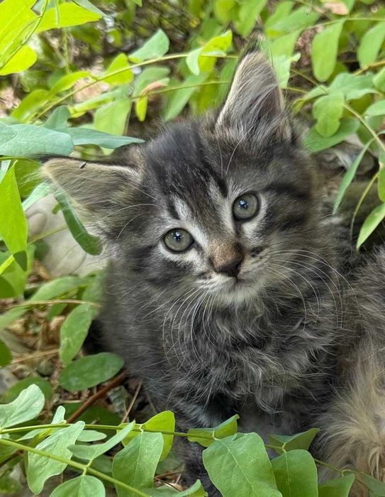 Кошенята 2 місяці
