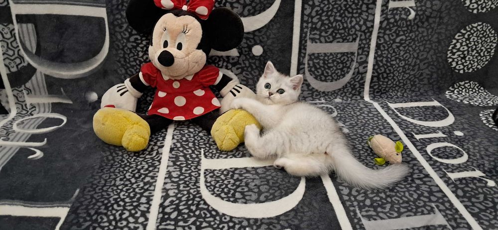 Шотландский котёнок модного окраса серебристая шиншилла.