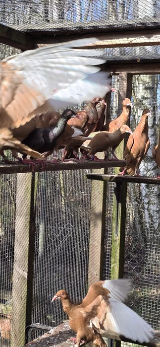 Sprzedam bródki jasne lot