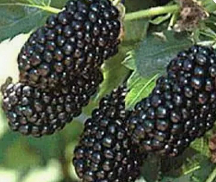 Саджанці ожини великоплідної без колючок