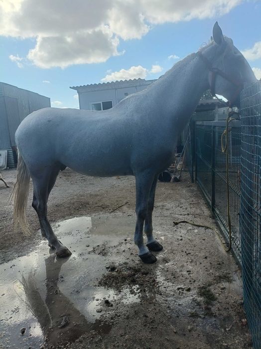 Cavalo    capado