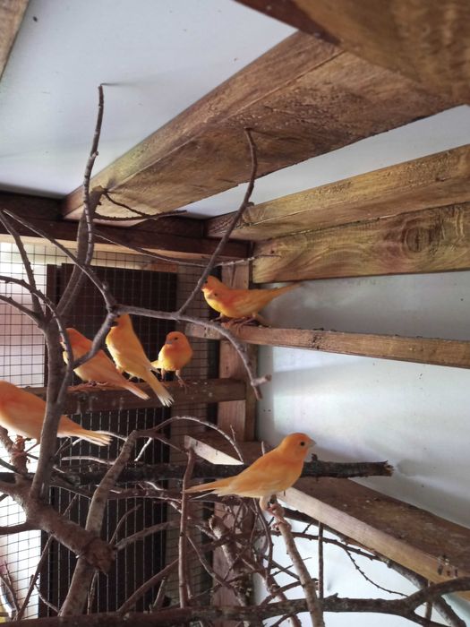 Kanarki tegoroczne lęg