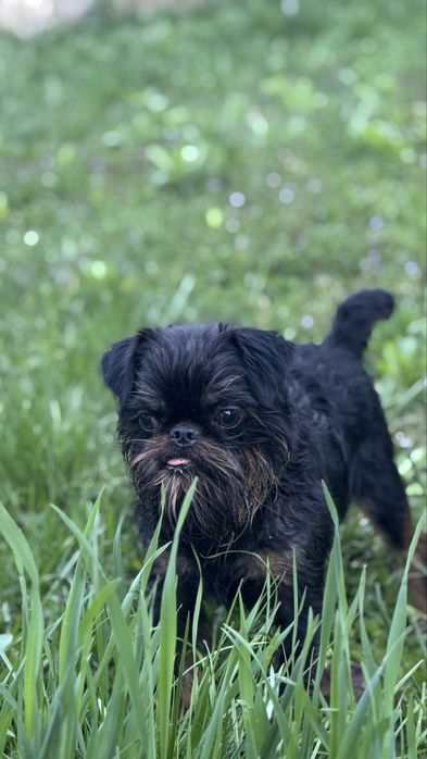 Грифон в пошуку дами серця