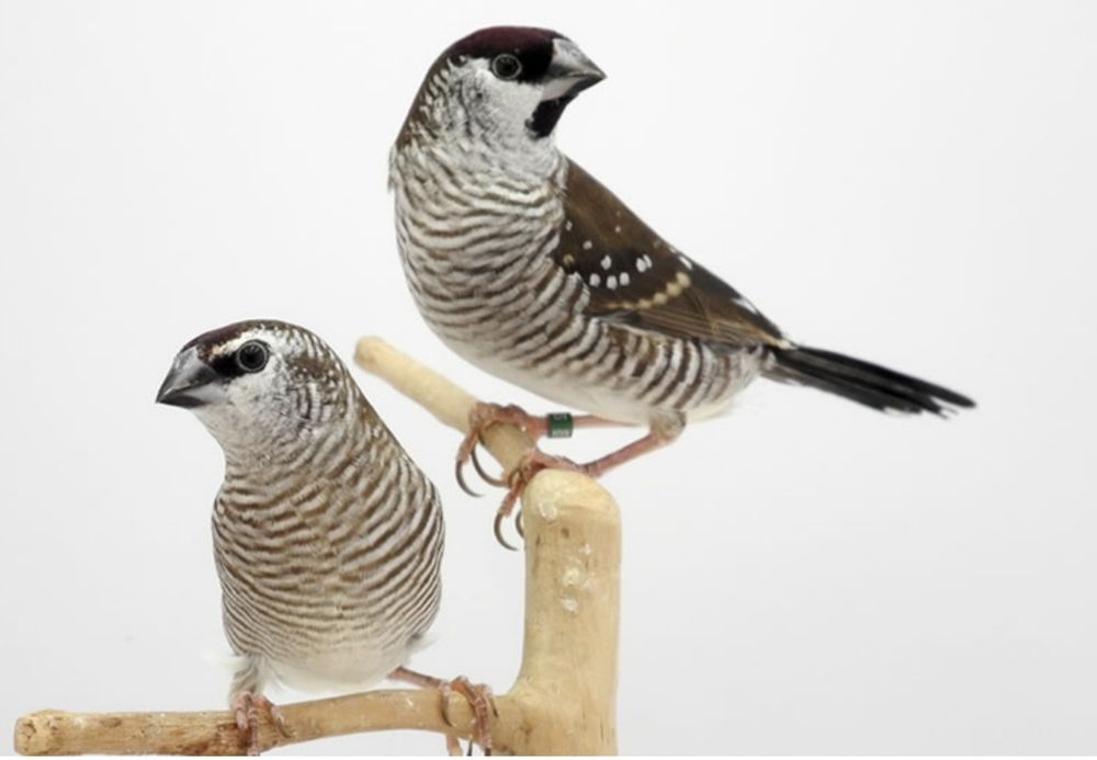 Diamantes modestos castanhovs tricolor sparrow bavete mascarado estrela gould manda