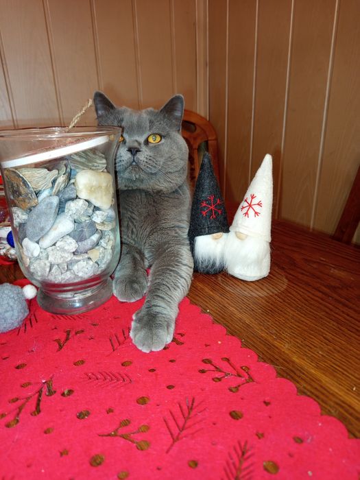 Daryl piękny kot brytyjski czeka na randke