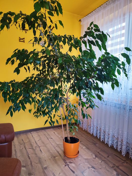 Kwiat Benjamin duży