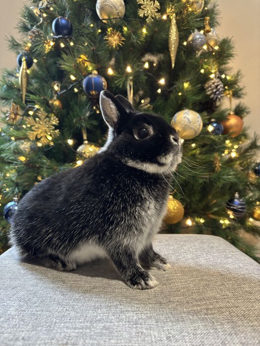 Karzelek Podbielany Czarny