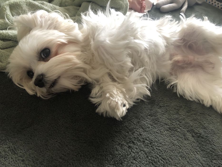 Міні мальтезе